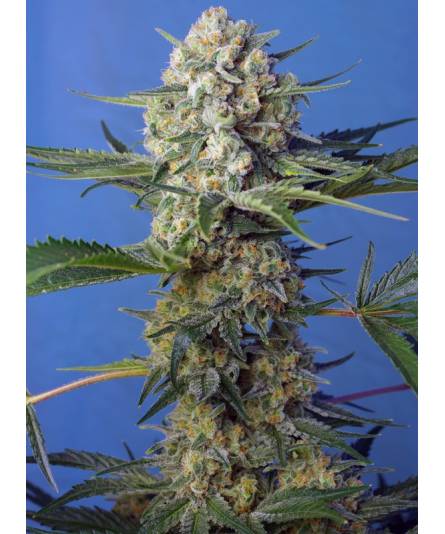 CRYSTAL CANDY FAST VERSION ® x3 SWEET SEEDS