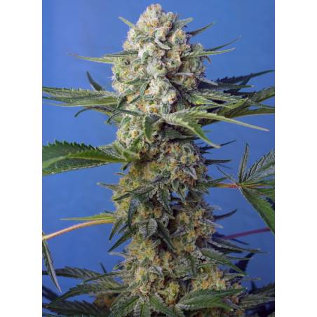 CRYSTAL CANDY FAST VERSION ® x3 SWEET SEEDS