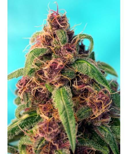 RED MANDARINE FAST VERSION ® x3 SWEET SEEDS RED MANDARINE FAST VERSION ® x3 SWEET SEEDS
