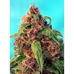 RED MANDARINE FAST VERSION ® x5 SWEET SEEDS