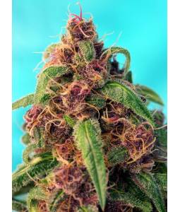RED MANDARINE FAST VERSION ® x5 SWEET SEEDS