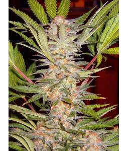 S.A.D. SWEET AFGANI DELICIOUS FAST VERSION ® x3 SWEET SEEDS