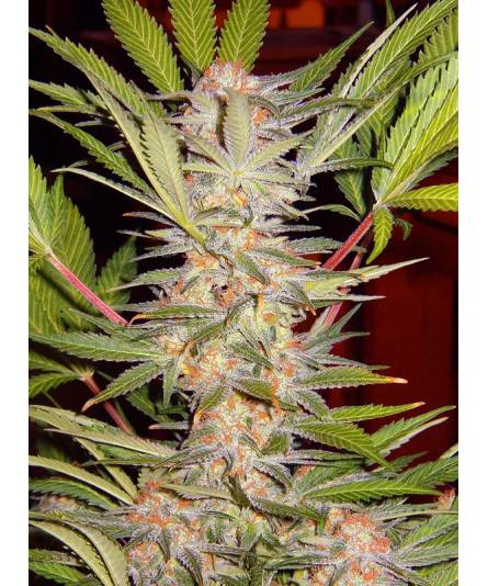 S.A.D. SWEET AFGANI DELICIOUS FAST VERSION ® x3 SWEET SEEDS