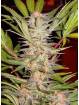 S.A.D. SWEET AFGANI DELICIOUS FAST VERSION ® x3 SWEET SEEDS