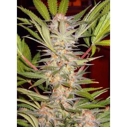 S.A.D. SWEET AFGANI DELICIOUS FAST VERSION ® x5 SWEET SEEDS