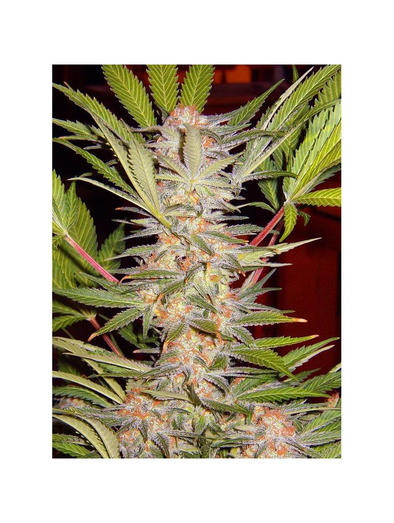 S.A.D. SWEET AFGANI DELICIOUS FAST VERSION ® x5 SWEET SEEDS