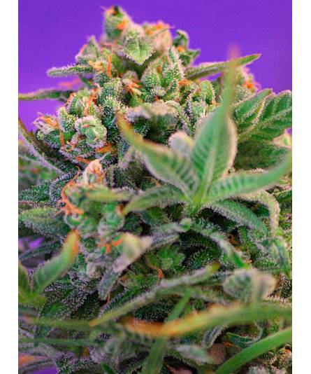 SWEET CHEESE FAST FVERSION ® x3 SWEET SEEDS