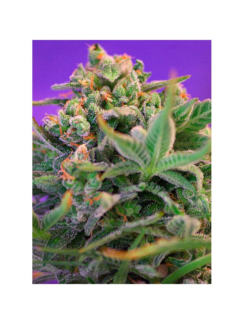 SWEET CHEESE FAST VERSION ® x5 SWEET SEEDS