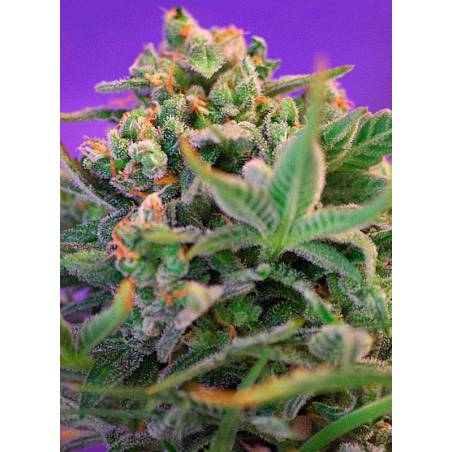 SWEET CHEESE FAST VERSION ® x5 SWEET SEEDS