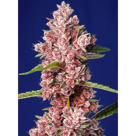 TROPICANNA POISON FAST VERSION ® x3 SWEET SEEDS