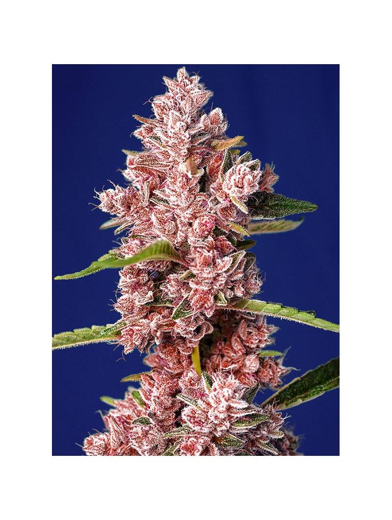 TROPICANNA POISON FAST VERSION ® x5 SWEET SEEDS