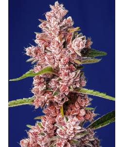 TROPICANNA POISON FAST VERSION ® x5 SWEET SEEDS