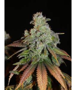 AFGHAN LEMON x3 KHALIFA GENETICS