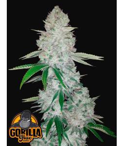 GORILLA GLUE AUTO X5 FASTBUDS