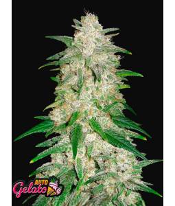 GELATO AUTO X5 FASTBUDS