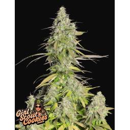 GIRL SCOUT COOKIES AUTO X5 FASTBUDS