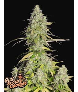 GIRL SCOUT COOKIES AUTO X5 FASTBUDS
