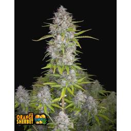 ORANGE SHERBET AUTO X5 FASTBUDS
