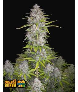 ORANGE SHERBET AUTO X5 FASTBUDS
