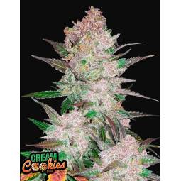 CREAM COOKIES AUTO X5 FASTBUDS