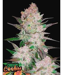 CREAM COOKIES AUTO X5 FASTBUDS