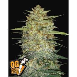 OG KUSH AUTO X3 FASTBUDS