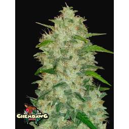 CHEMDAWG AUTO X5 FASTBUDS