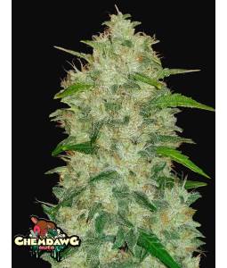 CHEMDAWG AUTO X5 FASTBUDS