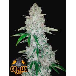 GORILLA GLUE AUTO X3 FASTBUDS