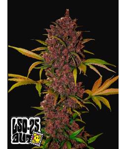 LSD-25 AUTO X3 FASTBUDS