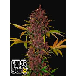 LSD-25 AUTO X5 FASTBUDS