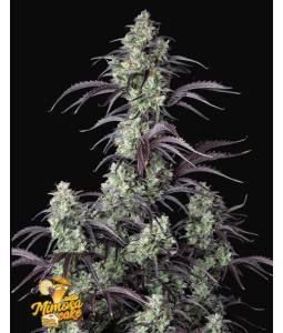 MIMOSA CAKE AUTO X5 FASTBUDS