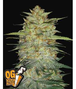 OG KUSH AUTO X5 FASTBUDS