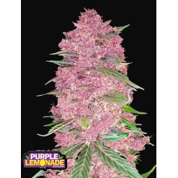 PURPLE LEMONADE AUTO X3 FASTBUDS