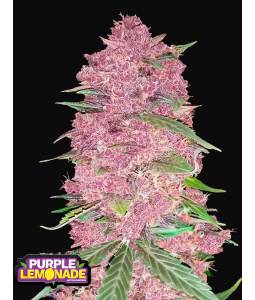 PURPLE LEMONADE AUTO X3 FASTBUDS