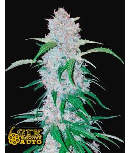 SIX SHOOTER AUTO X3 FASTBUDS