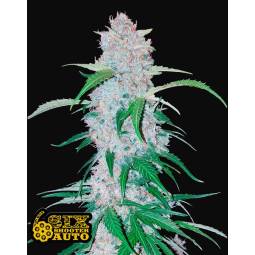 SIX SHOOTER AUTO X5 FASTBUDS