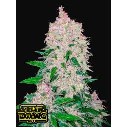 STARDAWG AUTO X3 FASTBUDS