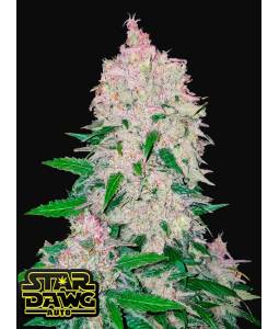 STARDAWG AUTO X5 FASTBUDS