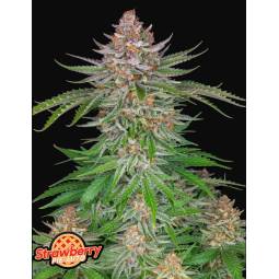 STRAWBERRY PIE AUTO X5 FASTBUDS
