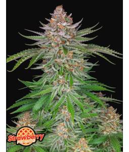 STRAWBERRY PIE AUTO X5 FASTBUDS