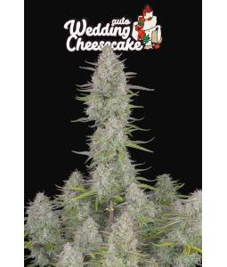 WEDDING CHEESECAKE AUTO X5 FASTBUDS