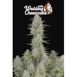 WEDDING CHEESECAKE AUTO X3 FASTBUDS