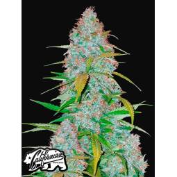 CALIFORNIAN SNOW AUTO X5 FASTBUDS