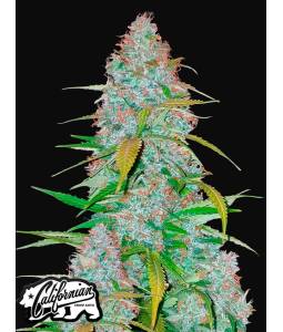 CALIFORNIAN SNOW AUTO X5 FASTBUDS