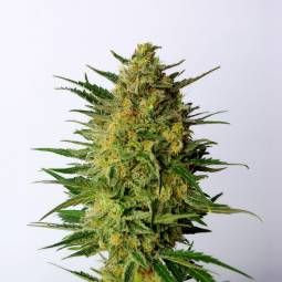 Super AK  X5 Kannabia Seeds