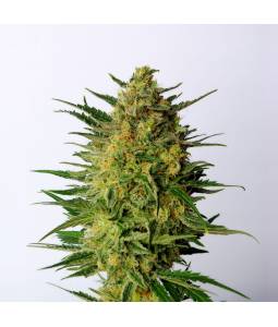 Super AK  X5 Kannabia Seeds