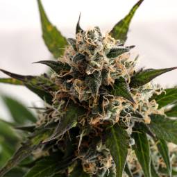 Kickass Auto  X3 Kannabia Seeds