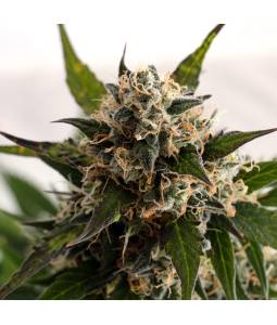 Kickass Auto  X3 Kannabia Seeds