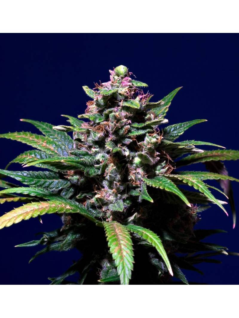 Sweet Purple X3 Paradise Seeds